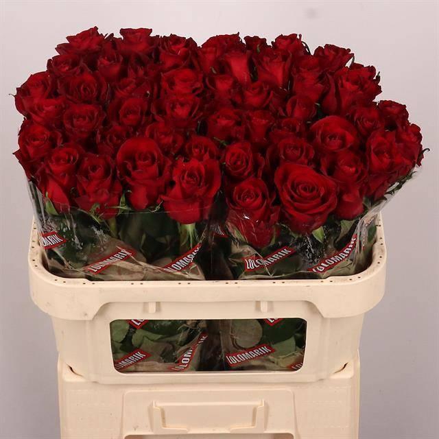 <h4>R GR EVER RED</h4>