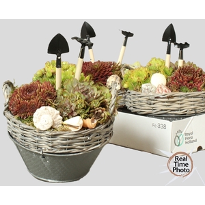 ARR SEMPERVIVUM