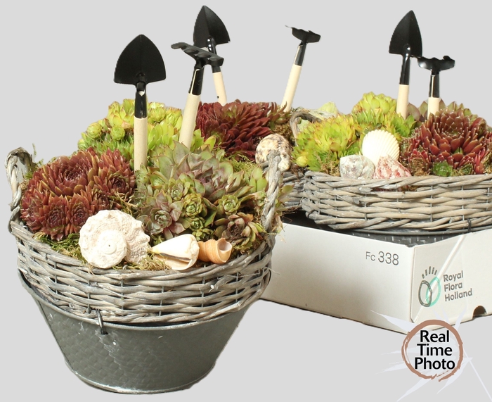 <h4>ARR SEMPERVIVUM</h4>