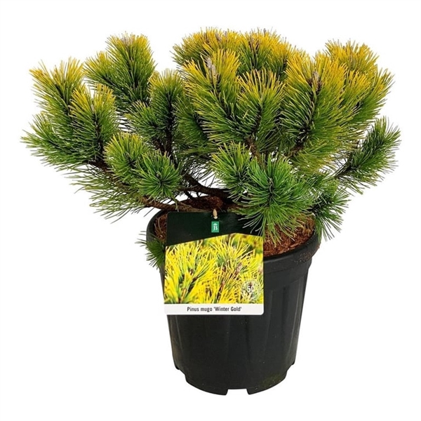 <h4>Pinus mugo 'Winter Gold'</h4>