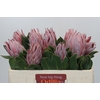 Protea Cynaroides
