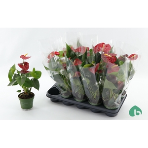 ANTHU AN ROYAL CHAMP