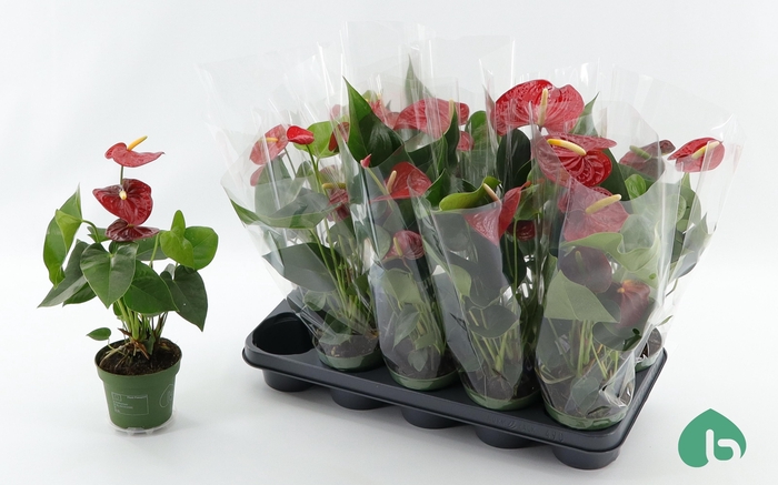 <h4>ANTHU AN ROYAL CHAMP</h4>