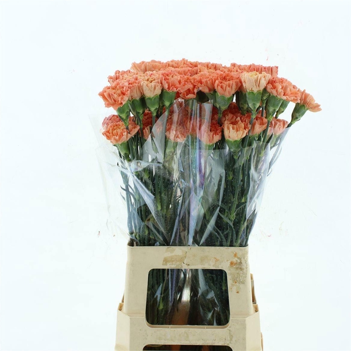 <h4>DI ST HERMES ORANGE</h4>