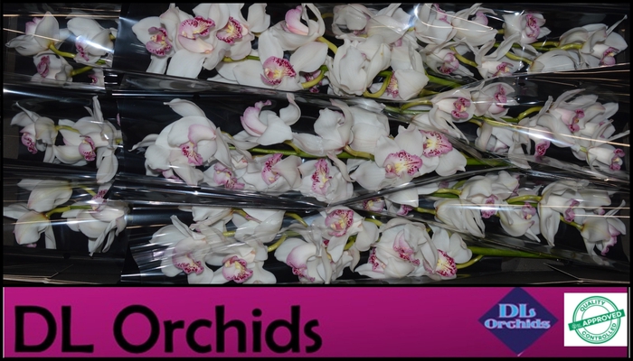 <h4>CYMB T SYLVESTER</h4>