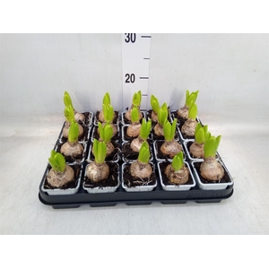 Hyacinthus orie. 'Pearl White'