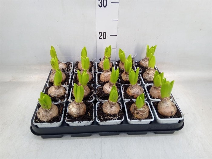 <h4>Hyacinthus orie. 'Pearl White'</h4>