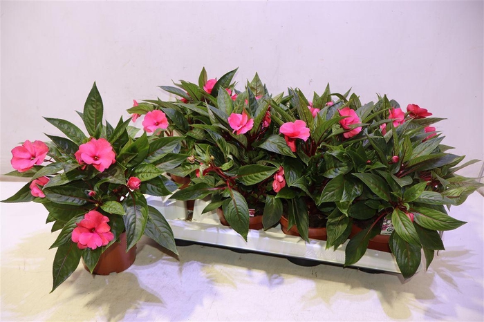 <h4>arr8 Impat Cele Pink</h4>