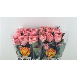 R GR MANDERIN XPRESSION ***