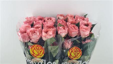 <h4>R GR MANDERIN XPRESSION ***</h4>