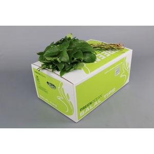 Salal Tips Green Ocean