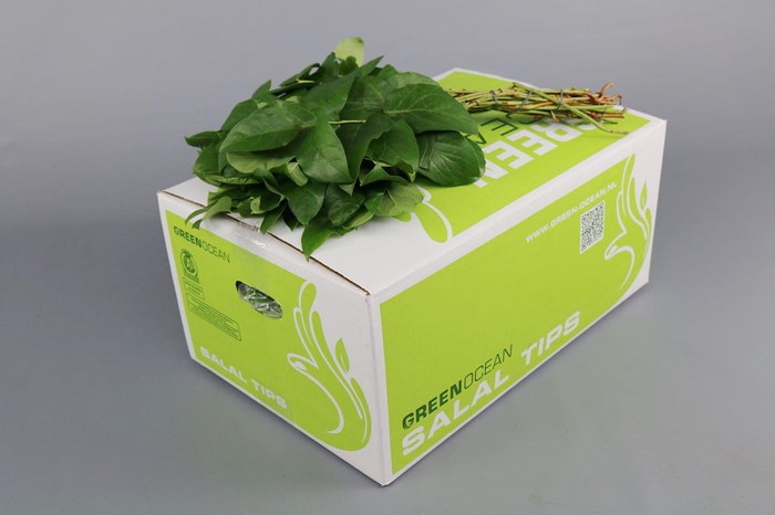 <h4>Salal Tips Green Ocean</h4>