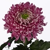 Chr G Holiday Purper