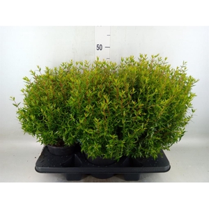 Myrtus communis