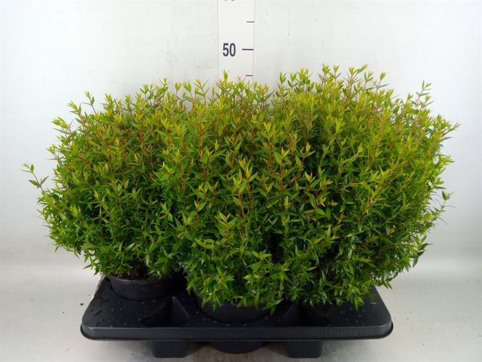 <h4>Myrtus communis</h4>