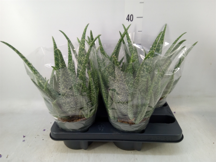 <h4>Aloe vera</h4>