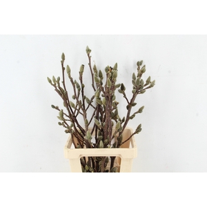 MAGNOLIA SATISFACTION PER STEM 070CM