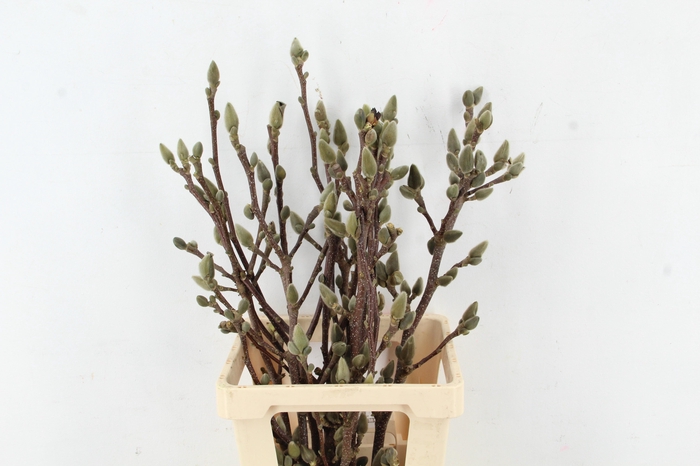 <h4>MAGNOLIA SATISFACTION PER STEM 070CM</h4>