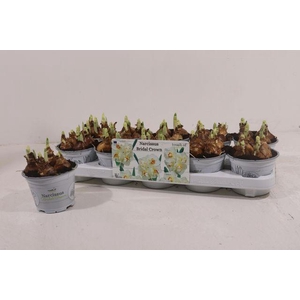 NARCISSUS BRIDAL CROWN P12