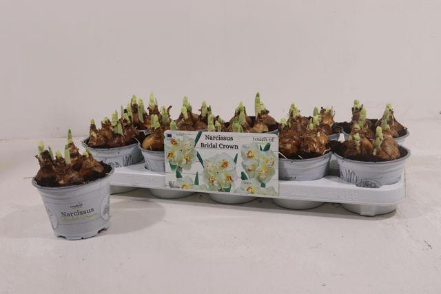 <h4>NARCISSUS BRIDAL CROWN P12</h4>