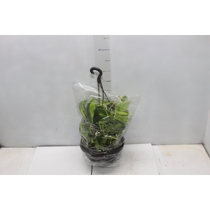 PHILODENDRON BRASIL C21 PENDENTE