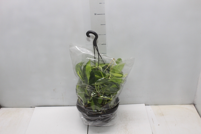 <h4>PHILODENDRON BRASIL C21 PENDENTE</h4>