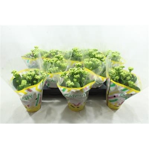 XL WITTE KALANCHOE