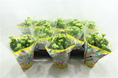 <h4>XL WITTE KALANCHOE</h4>