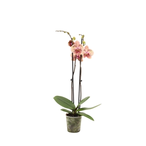 Phal Wild Peach 2T16+