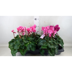 Cyclamen MD 'Macro'