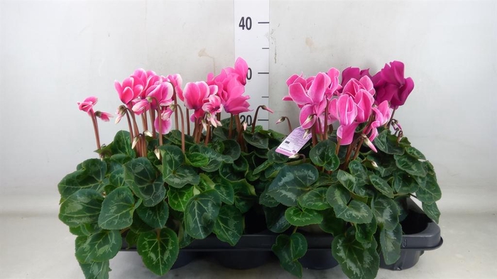 <h4>Cyclamen MD 'Macro'</h4>