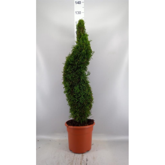 <h4>Conifers   ...</h4>