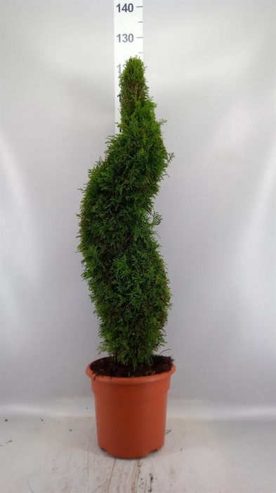 Conifers   ...
