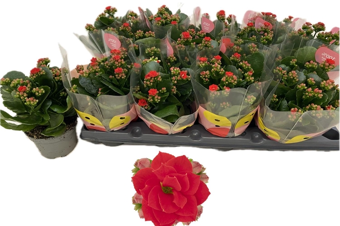 <h4>KAL GE RF NOELLE</h4>