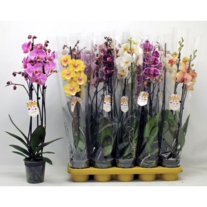 PHAL GEM