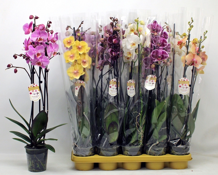 <h4>PHAL GEM</h4>