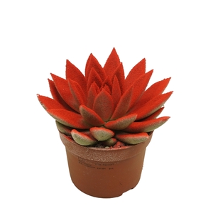 Echeveria gespoten 10,5 cm Snowy rood