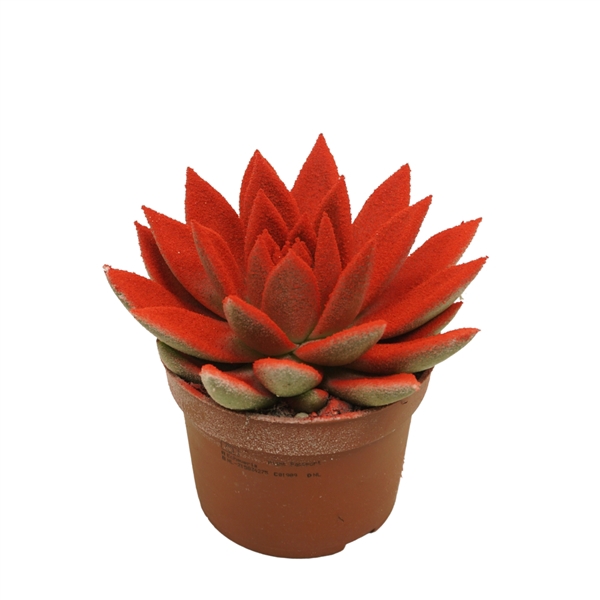 <h4>Echeveria gespoten 10,5 cm Snowy rood</h4>