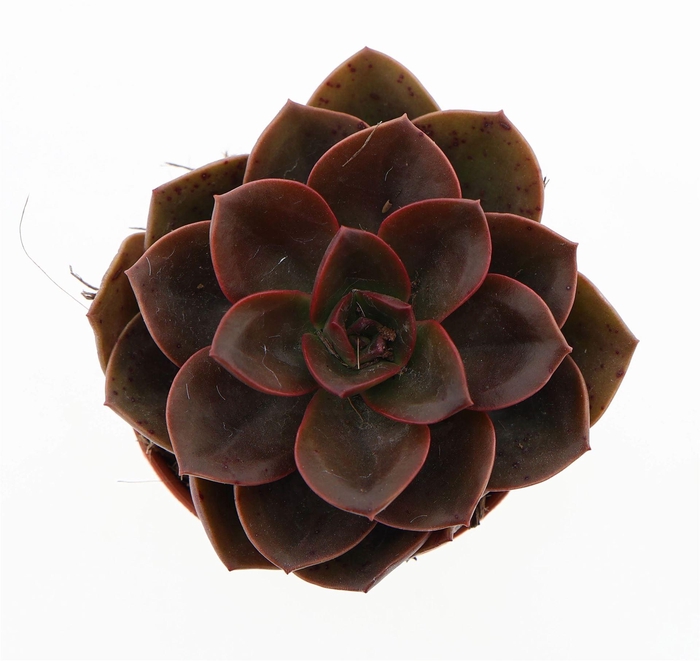<h4>Echeveria   ...</h4>