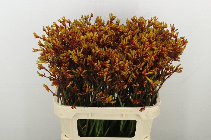 <h4>Anigoz Orange Velvet</h4>