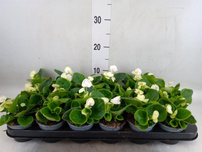 <h4>Begonia semp. 'Volumia White'</h4>