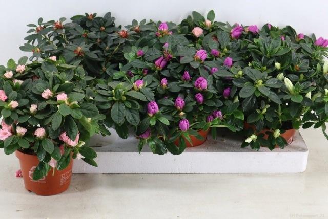 <h4>RHODO SI GEM</h4>