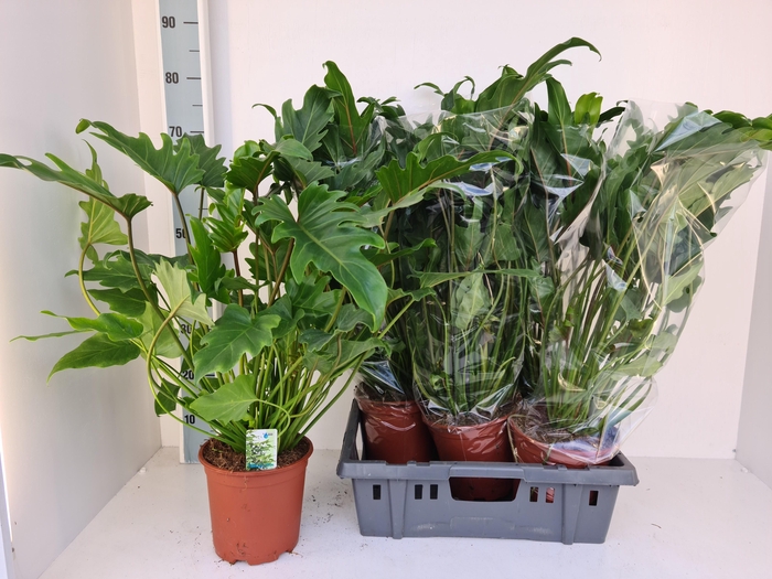 <h4>PHIL XANADU</h4>