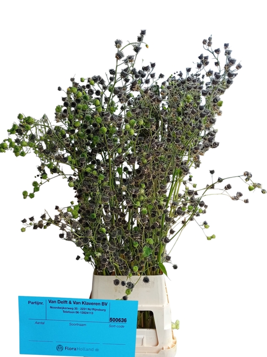 <h4>LAVATERA OV</h4>