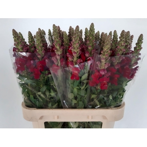 ANTIR ANTIBES RED