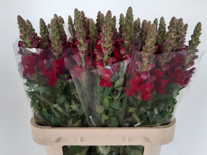 <h4>ANTIR ANTIBES RED</h4>