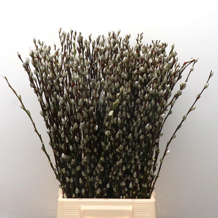 <h4>SALIX CA SNOW FLAKE</h4>