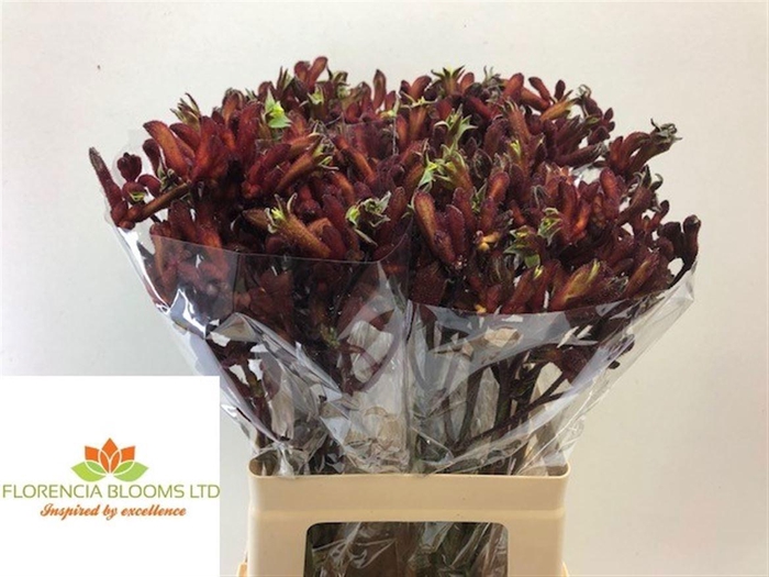 <h4>ANIGOZ EARLY SPRING</h4>