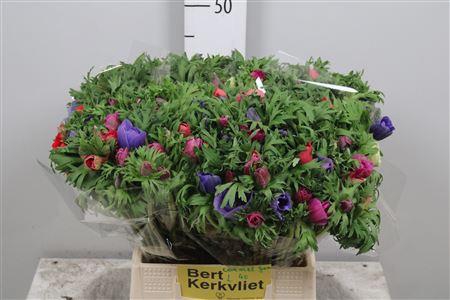 <h4>Anem Co Carmel Gem</h4>