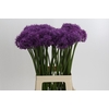 Allium Gladiator